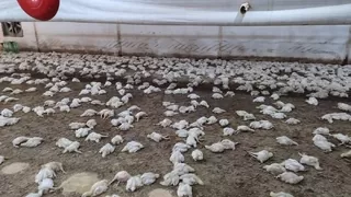 Havalandırma arızalandı: 22 bin tavuk telef oldu