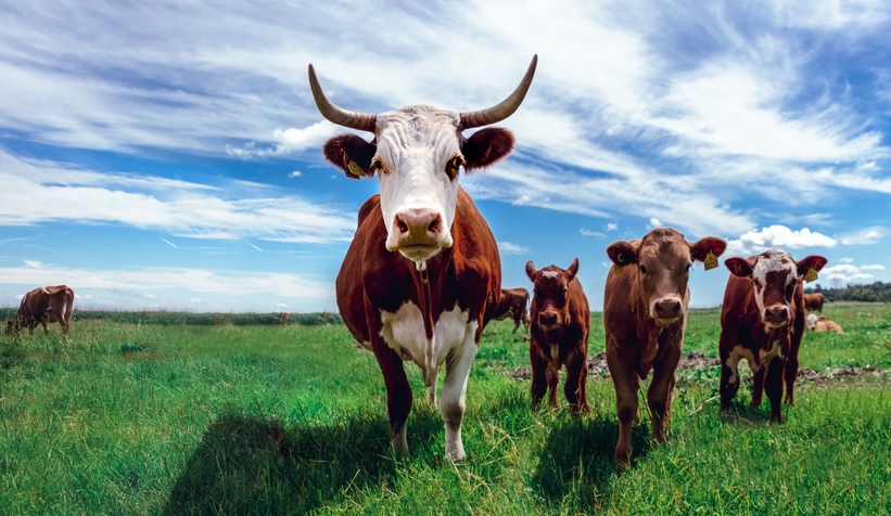 Hayvan gübresi kıymete bindirdi