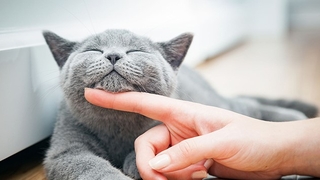 Hayvan haklarına dair öneri: 10-15 yıl arasında hapis