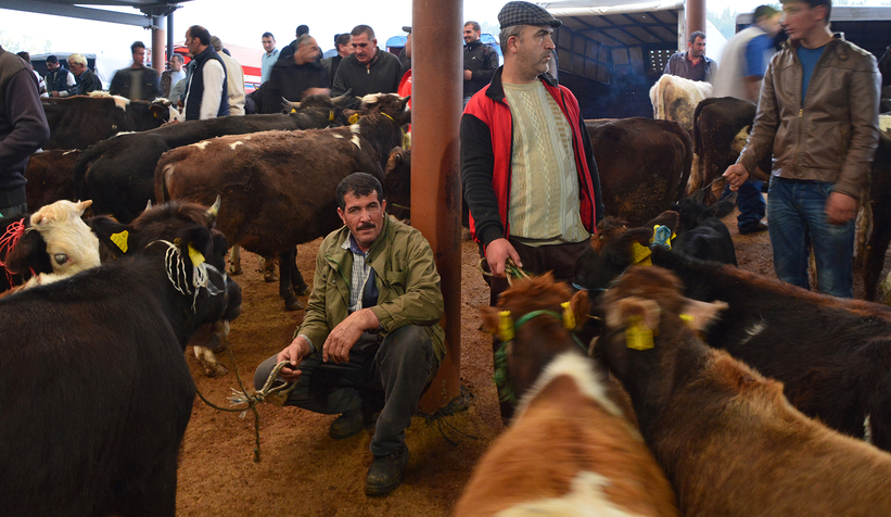 Hayvan pazarı açılıyor