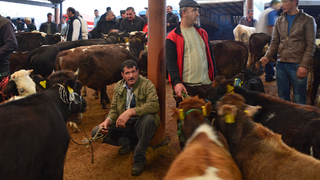 Hayvan pazarı açılıyor