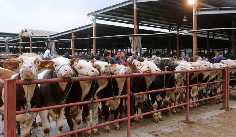 Hayvan pazarı kapatıldı