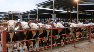 Hayvan pazarı kapatıldı