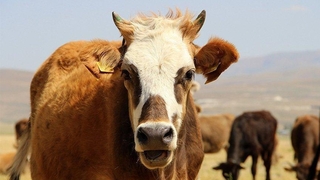 Hayvan varlığı tehlikede: Yerli sığır yok oluyor