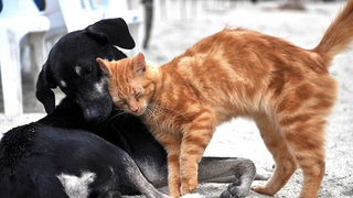 Hayvana eziyet edene 4 yıl hapis, her hayvanın çipi olacak