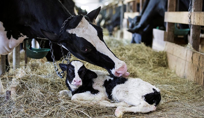Hayvanı şarbondan ölene devlet tazminat ödeyecek