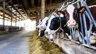 Hayvanlar kesime gidiyor, süt krizi kapıda