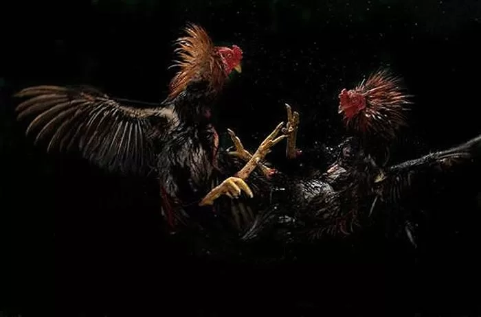 Hayvanları koruma derneğine horoz dövüşü baskını