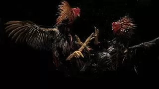 Hayvanları koruma derneğine horoz dövüşü baskını