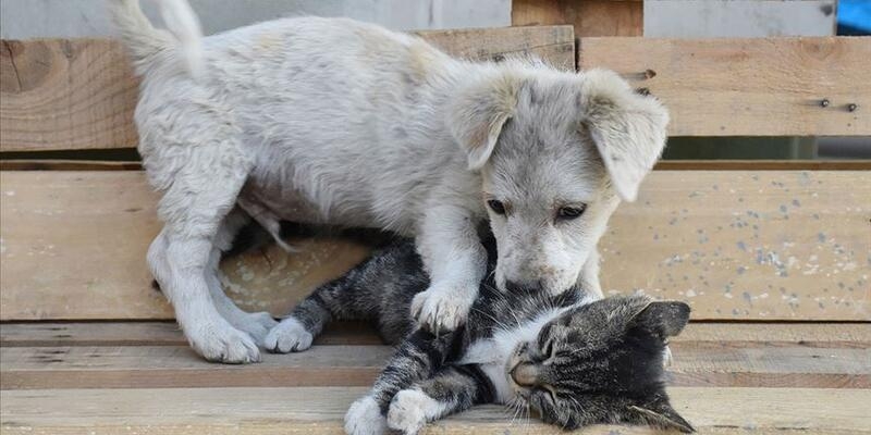 Hayvanları Koruma Kanunu Teklifi TBMM'ye geliyor