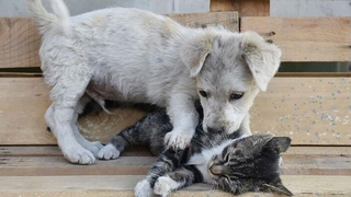 Hayvanları Koruma Kanunu Teklifi TBMM'ye geliyor