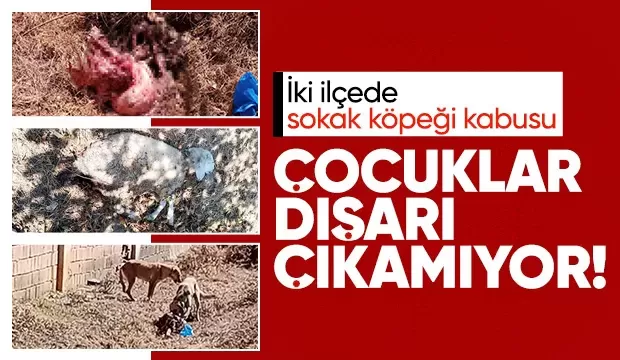 Hayvanları sokak köpekleri tarafından telef edilen mahalleli isyan etti