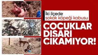 Hayvanları sokak köpekleri tarafından telef edilen mahalleli isyan etti