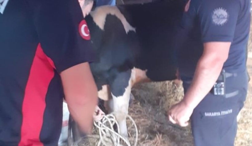Hendek'te boğa kurtarma operasyonu