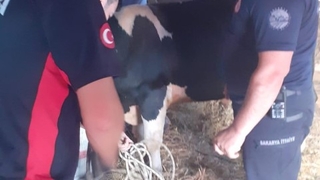 Hendek'te boğa kurtarma operasyonu