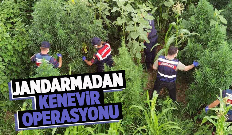 Hendek'te kenevir operasyonu