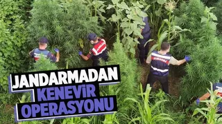 Hendek'te kenevir operasyonu