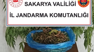 Hendek'te uyuşturucu operasyonu