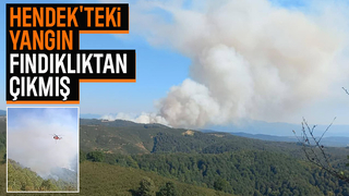 Hendek'teki orman yangını fındıklıktan başlamış