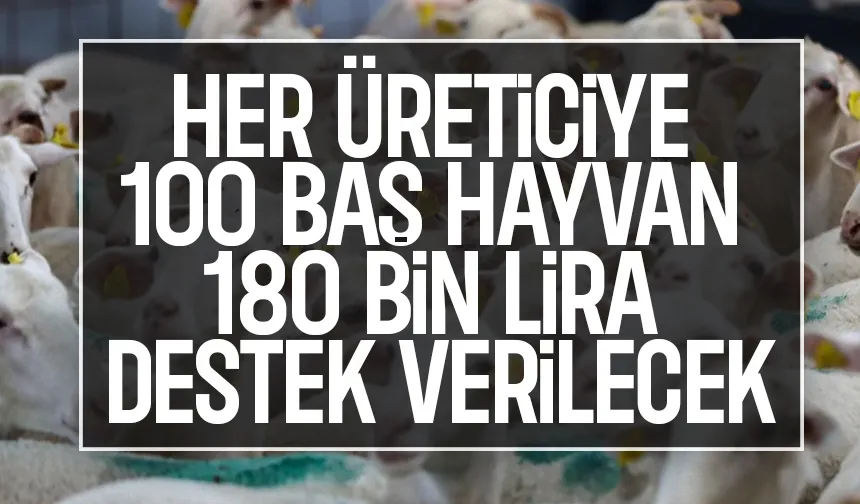 Her üreticiye 100 baş hayvan verilecek; İşte ayrıntılar