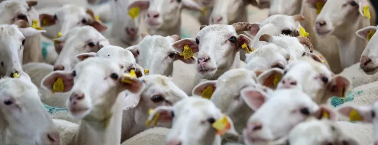 Her üreticiye 100 baş hayvan verilecek; İşte ayrıntılar