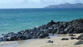 Hint Okyanusu'nda yeni canlılar keşfedildi