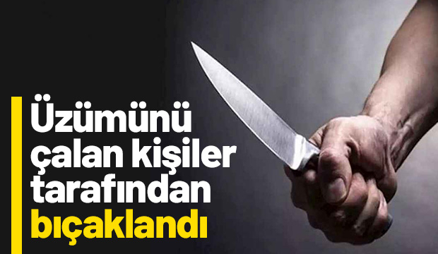 Hırsızlar bahçe sahibini bıçakladı