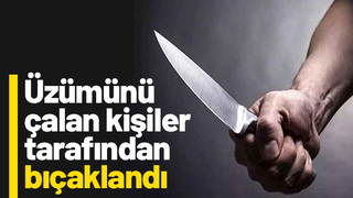 Hırsızlar bahçe sahibini bıçakladı