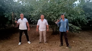 Hırsızlara karşı fındık nöbeti