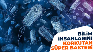 Hızla yayılıyor; Süper bakteri