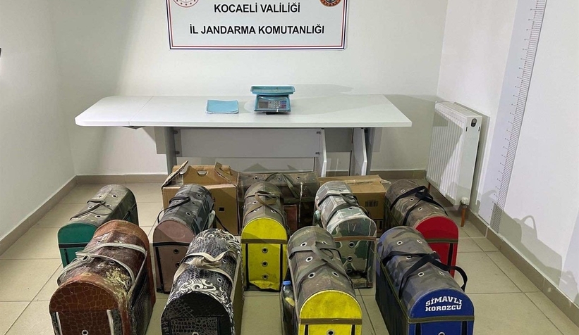 Horoz dövüşüne jandarma baskını