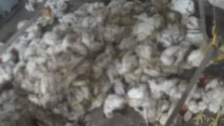 Hortum çatıyı uçurdu, tavuklar telef oldu