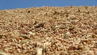 Hububat ve bakliyatlarda gümrük vergisi sıfırlandı