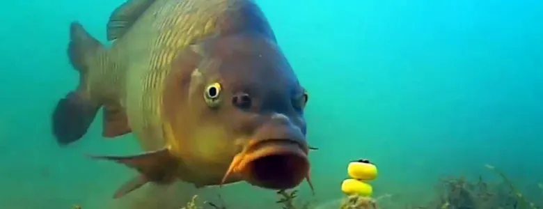 İç sularda balık avı için yeni gelişme