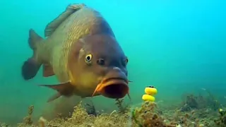 İç sularda balık avı için yeni gelişme