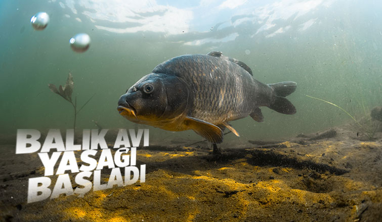 İç sularda balık avı yasağı başladı