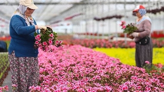İçişleri'nden Sevgililer Günü genelgesi