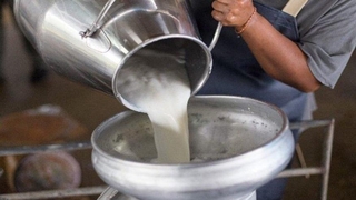 İçme sütü ve peynir üretiminde düşüş