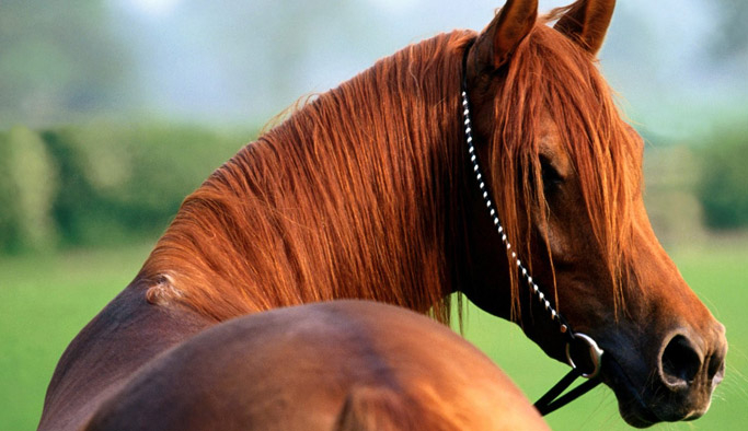 İğrenç olay; Ata tecavüz etti!
