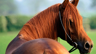 İğrenç olay; Ata tecavüz etti!