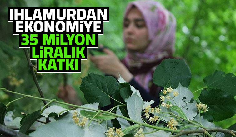 Ihlamur yüzleri güldürdü