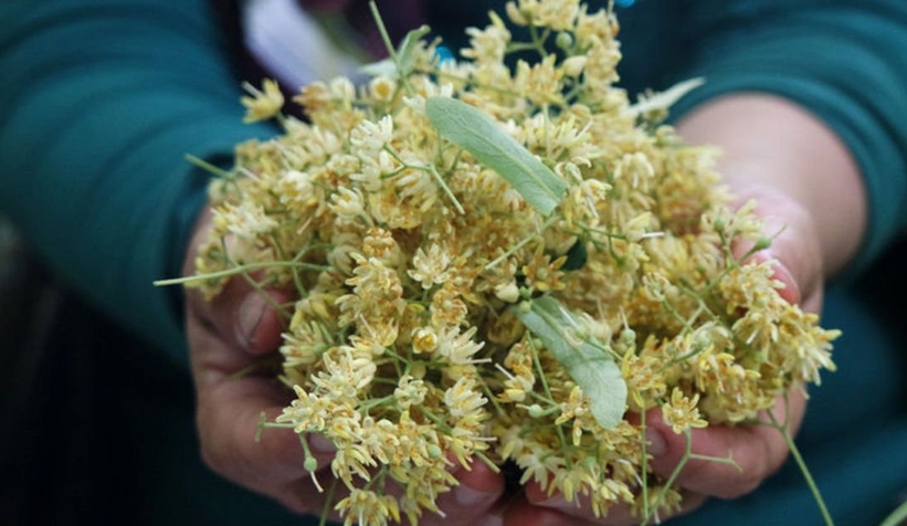 Ihlamur’un kilosu 300 liraya çıktı