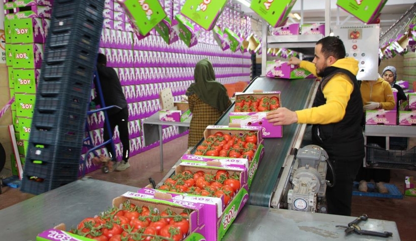 İhracat yasağı kalktı, domates hareketliliği başladı