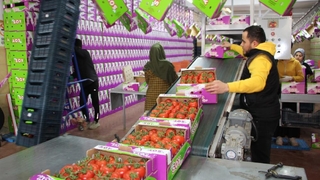 İhracat yasağı kalktı, domates hareketliliği başladı