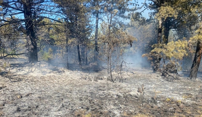 İki dönümlük orman kül oldu