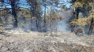 İki dönümlük orman kül oldu