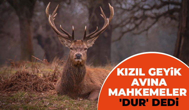 İki kızıl geyiği idari yargı kurtardı