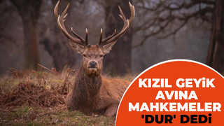 İki kızıl geyiği idari yargı kurtardı