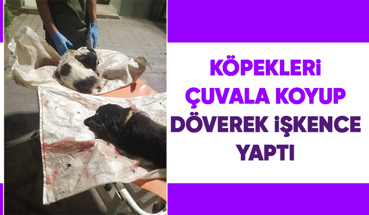 İki köpeğe işkence etti