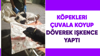 İki köpeğe işkence etti